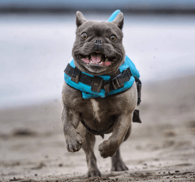 Gilet de sauvetage pour chien - Sûr et confortable