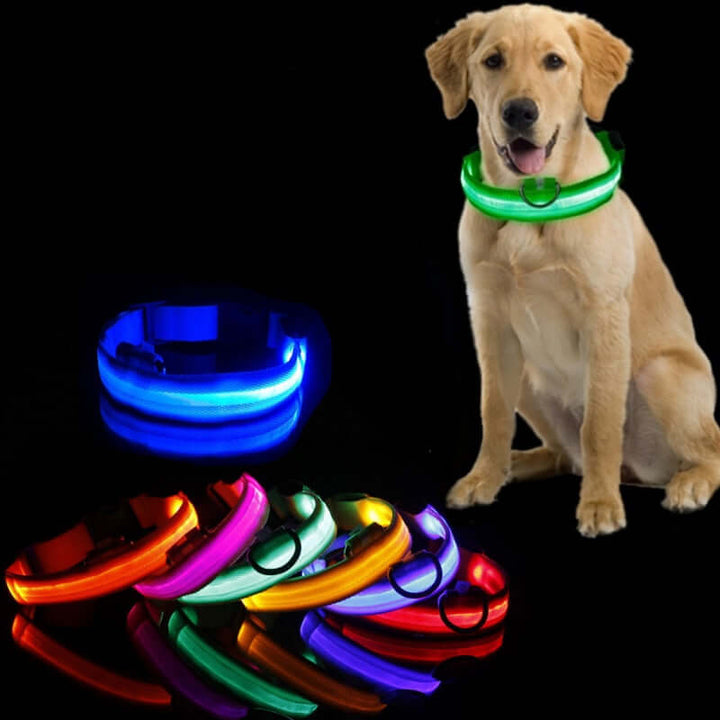 Collier LED pour chien - collier de sécurité