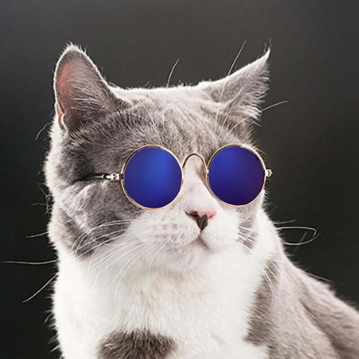 Lunettes tendance pour chat - KittyShades