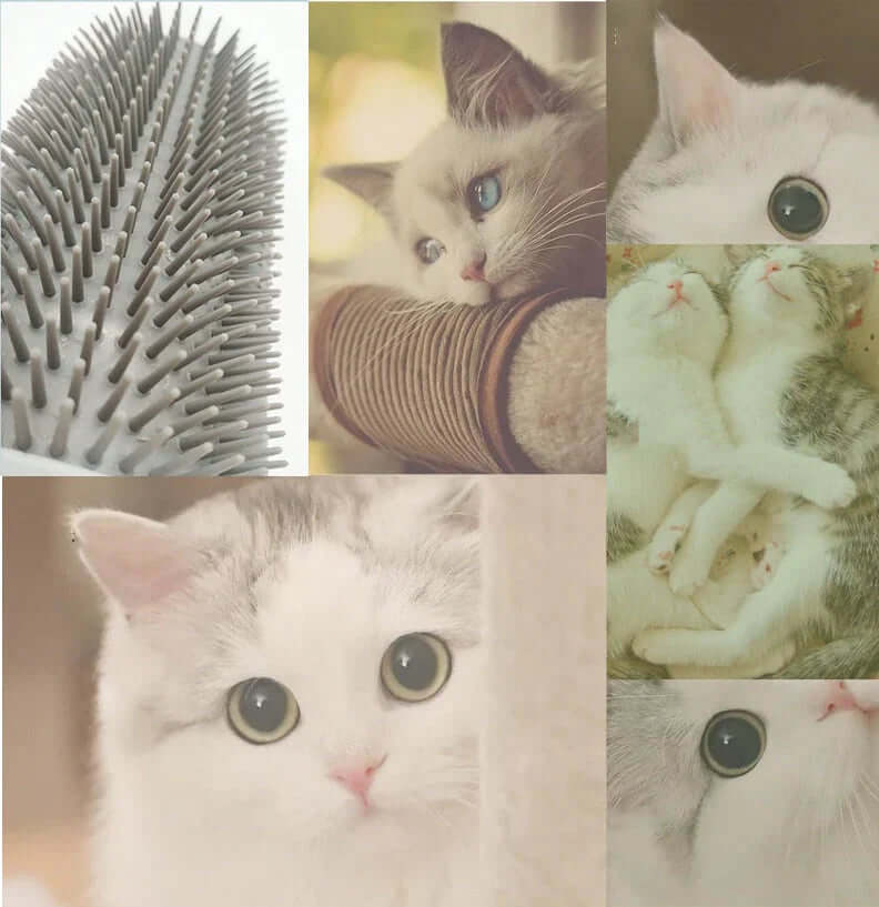 Brosse d'auto-toilettage pour chat pour le coin