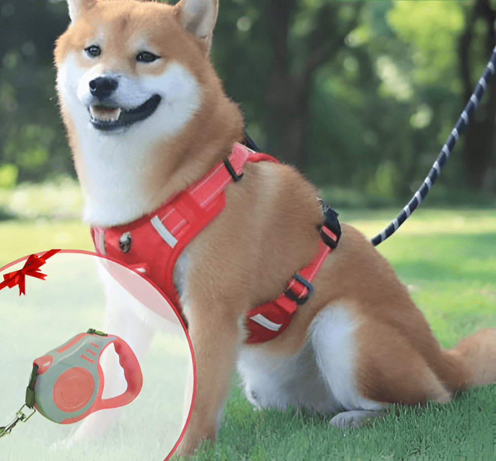 Harnais anti-traction pour chien Confort et sécurité