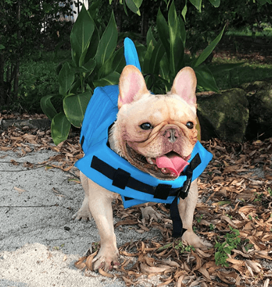 Gilet de sauvetage pour chien - Sûr et confortable