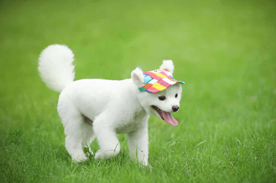 Casquette pour chien avec trous pour les oreilles et mentonnière