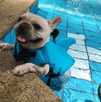 Gilet de sauvetage pour chien - Sûr et confortable