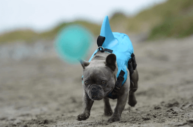 Gilet de sauvetage pour chien - Sûr et confortable