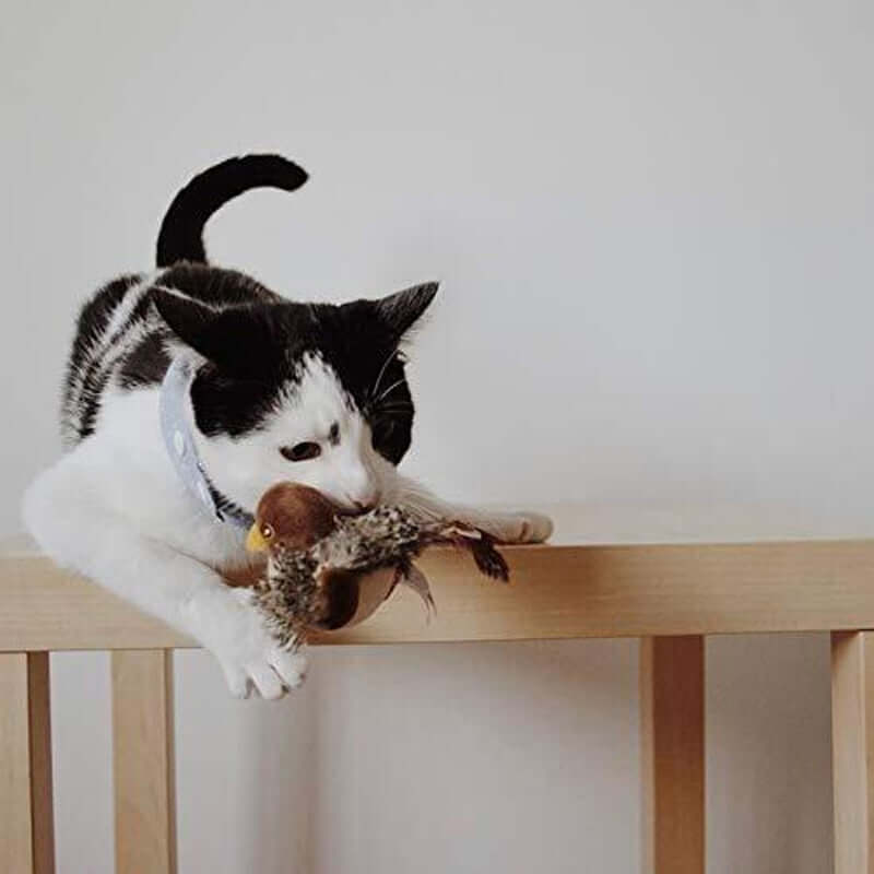 Jouet interactif pour chat oiseau avec sons