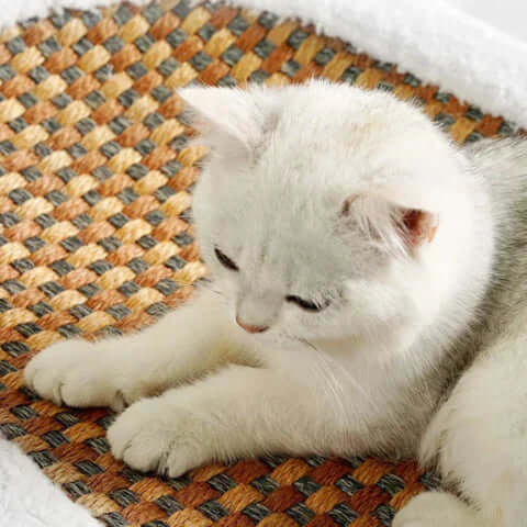 Lit griffoir et grotte pour chat - câlin et robuste