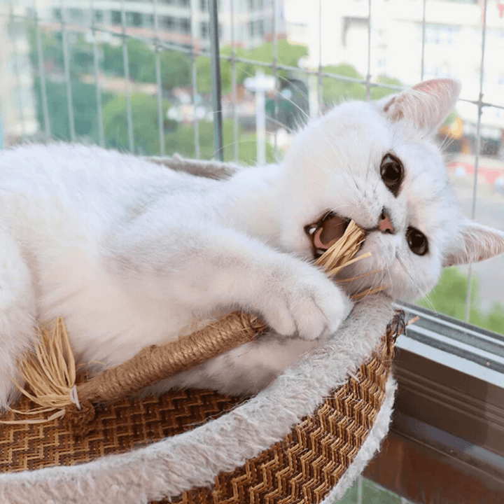 Bâtonnets à mâcher pour chat - Lot de 5 - Silvervine naturel