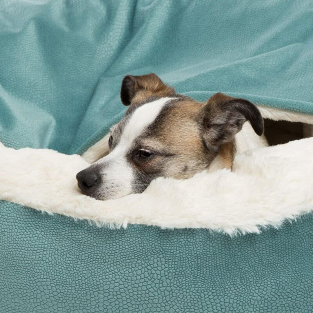 Grotte douillette pour chien, lit câlin, grotte pour lit pour chien