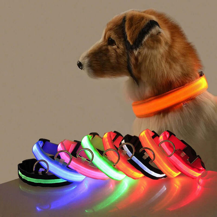 Collier LED pour chien - collier de sécurité