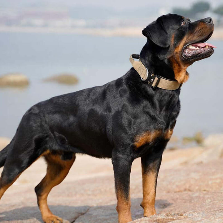 Collier tactique pour chien avec poignée - Robuste et sûr