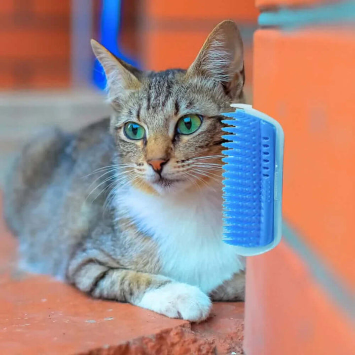 Brosse d'auto-toilettage pour chat pour le coin