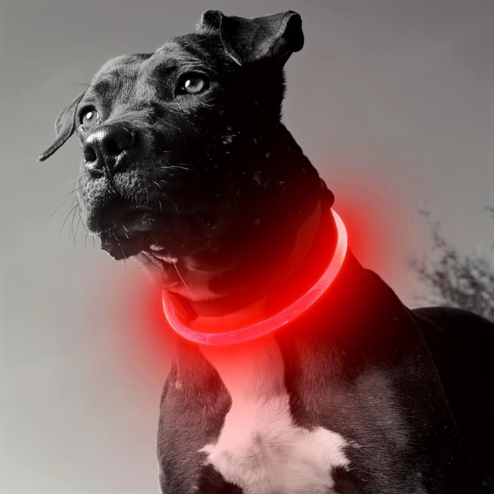 "Blaues leuchtendes LED-Hundehalsband, USB-wiederaufladbar, für sichere Spaziergänge bei Nacht, verstellbar und wetterfest."