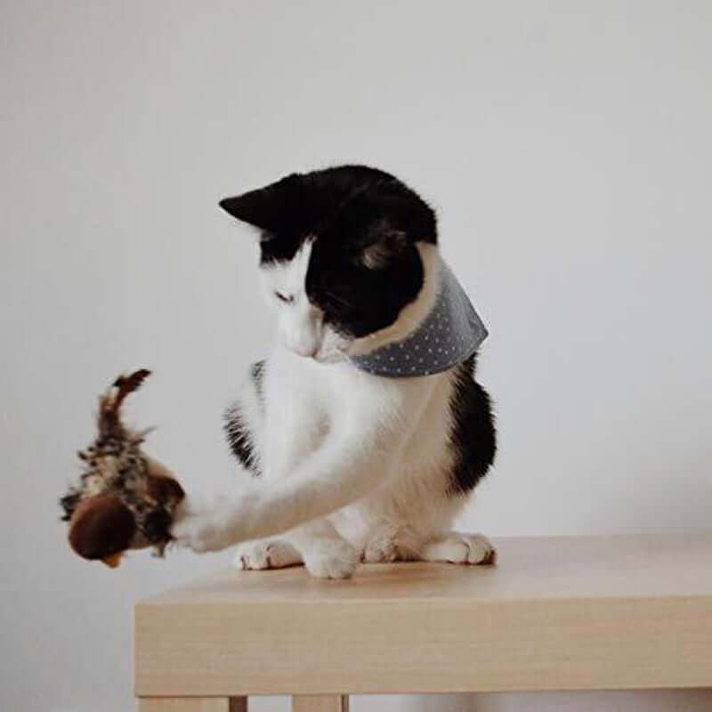Jouet interactif pour chat oiseau avec sons