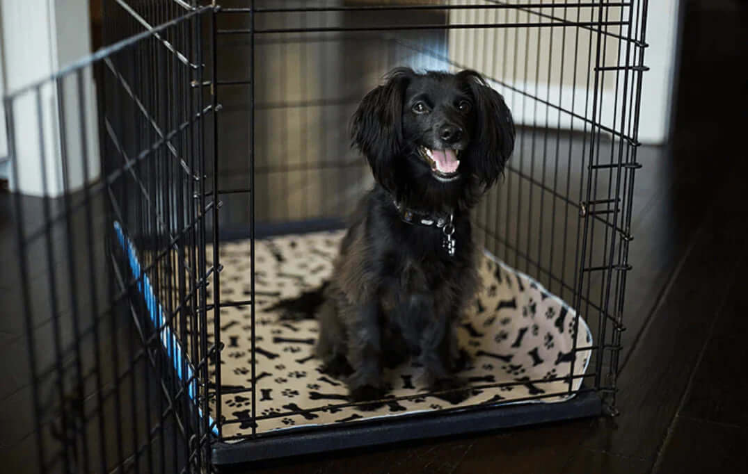 Tapis de dressage réutilisable pour chien