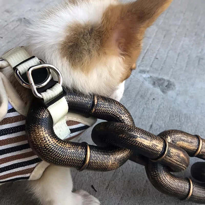 Laisse pour chien au look tendance et robuste