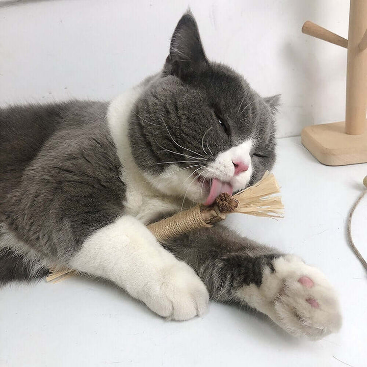 Bâtonnets à mâcher pour chat - Lot de 5 - Silvervine naturel