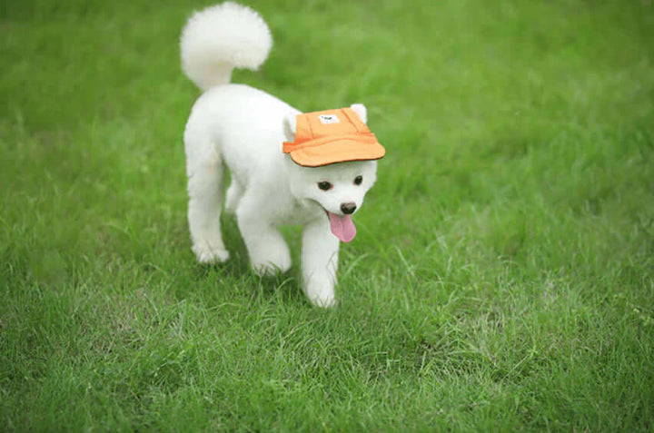 Casquette pour chien avec trous pour les oreilles et mentonnière
