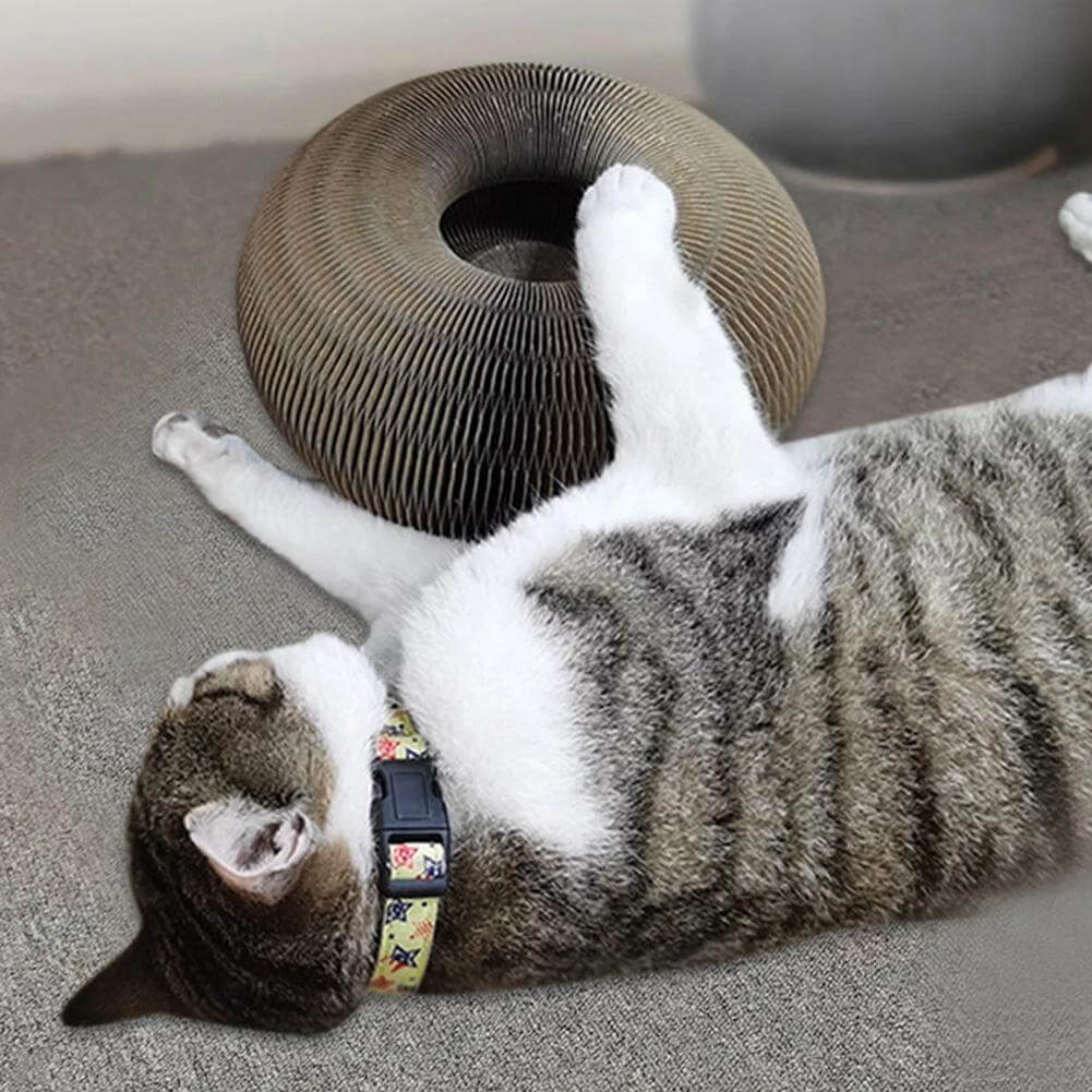 Jouets interactifs pour chats - jeux et divertissements