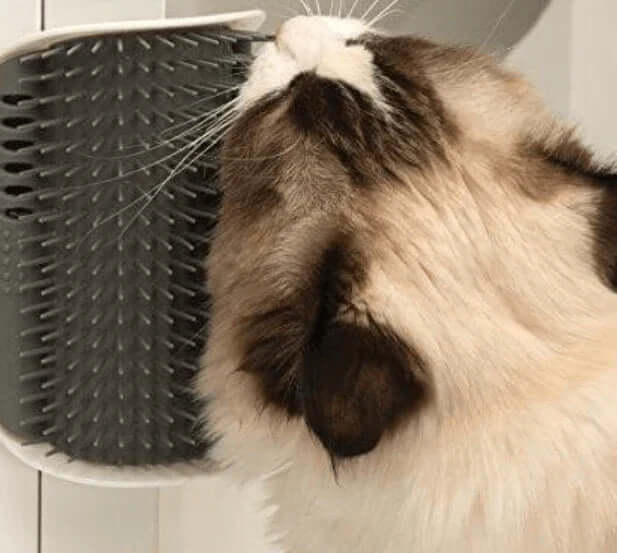 Brosse d'auto-toilettage pour chat pour le coin
