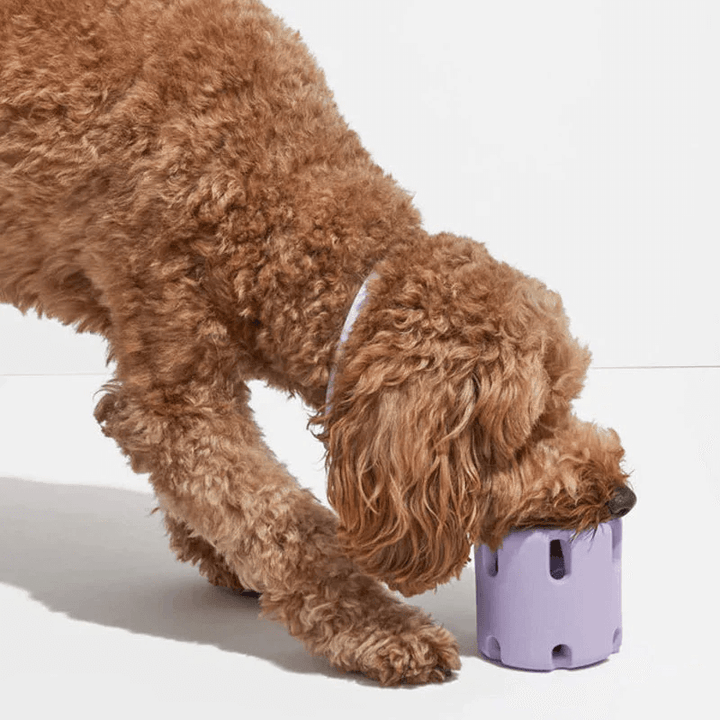 Jouet pour chien, balle sautante pour les soins dentaires et le plaisir