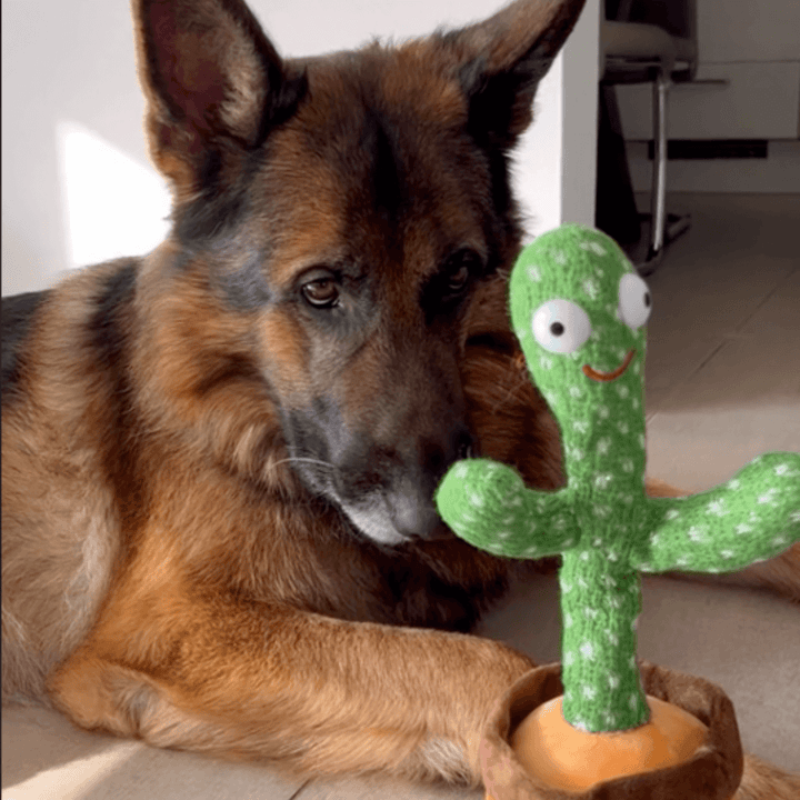 Jouet interactif pour chien en forme de cactus