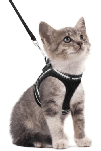 Ausbruchsicheres Katzengeschirr mit Leine