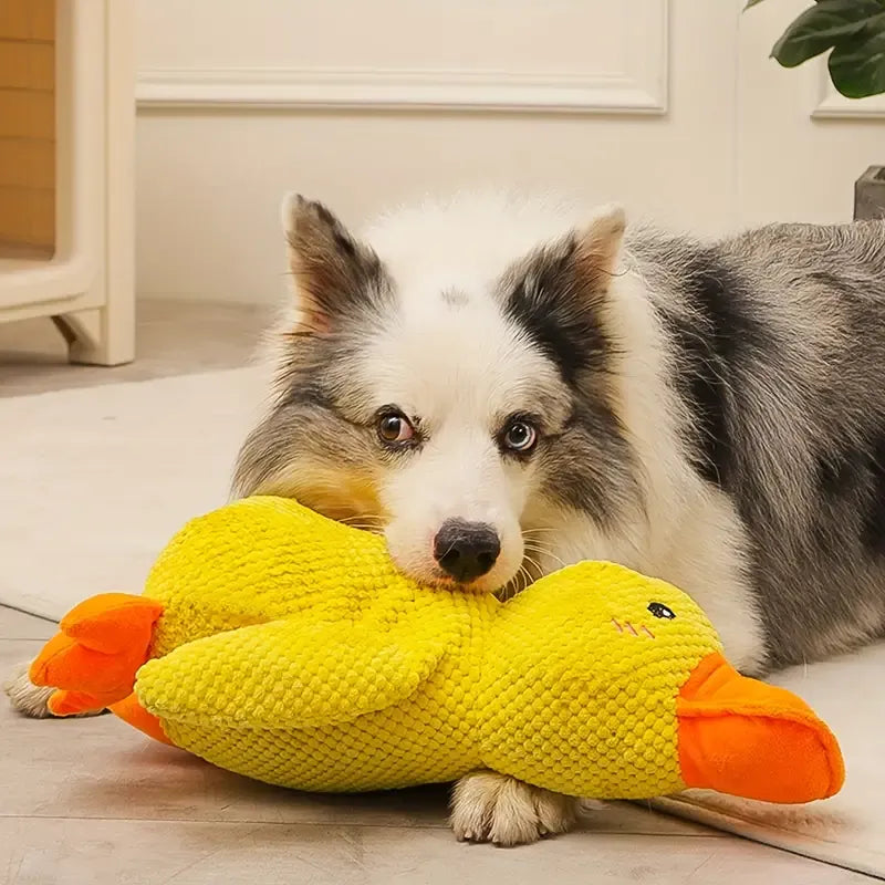Interaktives, gelbes Hundespielzeug-Ente mit Geräuschen zur Zahnpflege, Ansicht von vorne.