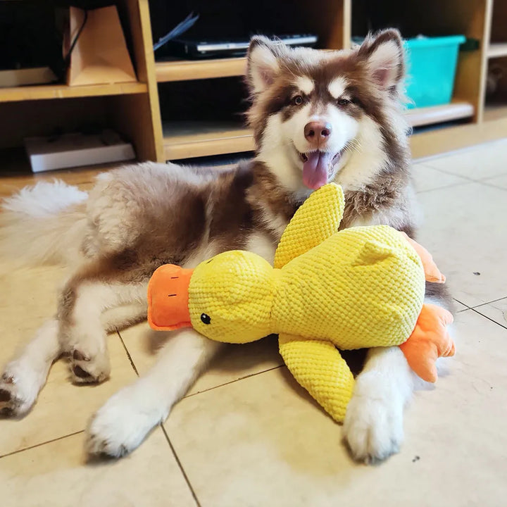 Interaktives, gelbes Hundespielzeug-Ente mit Geräuschen zur Zahnpflege, Ansicht von vorne.