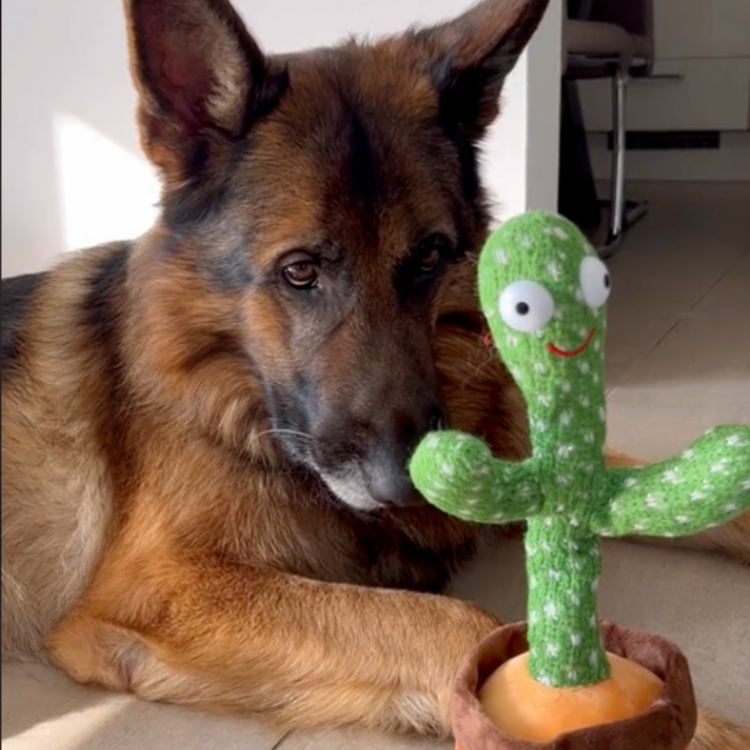 "Interaktives Hundespielzeug Kaktus, spricht und tanzt. Lustige Unterhaltung für Hunde, reduziert Stress und Langeweile."