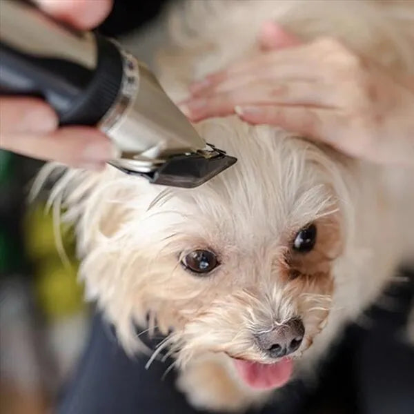 "Lautloser Felltrimmer für Hunde, flüsterleise, effizient, sanfte Schneideklingen, lange Akkulaufzeit, einfache Reinigung."