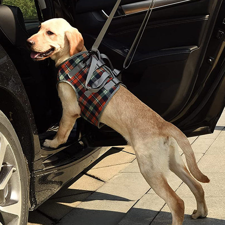 Orthopädischer Hundegurt, ergonomisch, bietet Unterstützung und Stabilität für Hunde-Hinterbeine, Detailaufnahme.