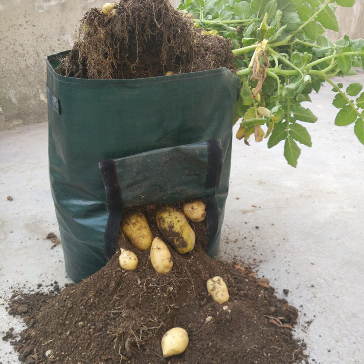"Pflanzsack mit Sichtfenster, grün, für Kartoffelzucht, atmungsaktiv, wiederverwendbar, ideal für Balkon oder Terrasse."