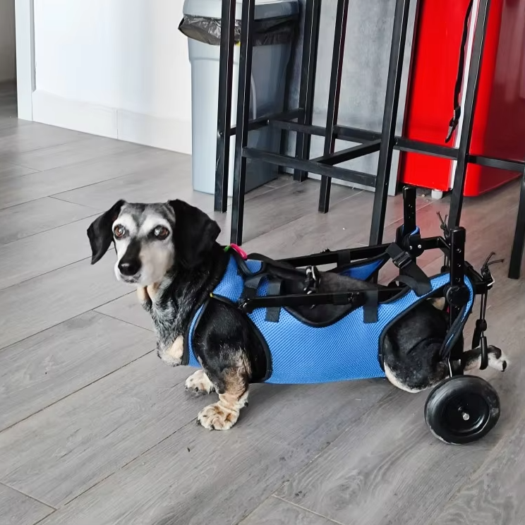 "Rollstuhl für Tiere – Mobilitätshilfe für Hunde und Katzen, leicht verstellbarer Rahmen, unterstützt Bewegung und Komfort."