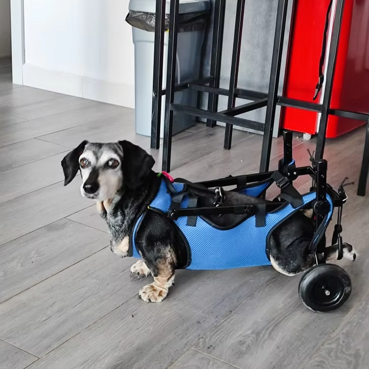 "Rollstuhl für Tiere – Mobilitätshilfe für Hunde und Katzen, leicht verstellbarer Rahmen, unterstützt Bewegung und Komfort."