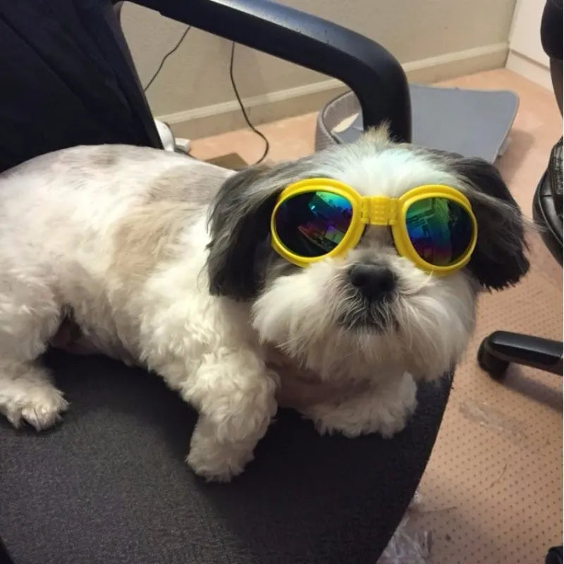 "Stilvolle UV-Schutz Hundebrille in lebhaften Farben, bietet Schutz vor UV-Strahlen, Wind und Staub, bequeme Passform."