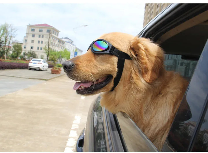 "Stilvolle UV-Schutz Hundebrille in lebhaften Farben, bietet Schutz vor UV-Strahlen, Wind und Staub, bequeme Passform."