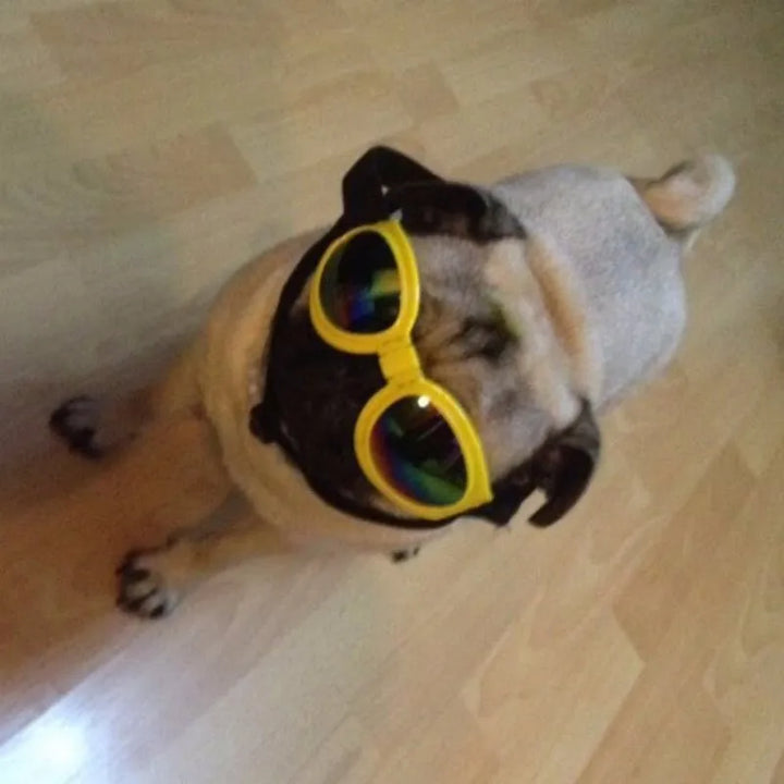 "Stilvolle UV-Schutz Hundebrille in lebhaften Farben, bietet Schutz vor UV-Strahlen, Wind und Staub, bequeme Passform."